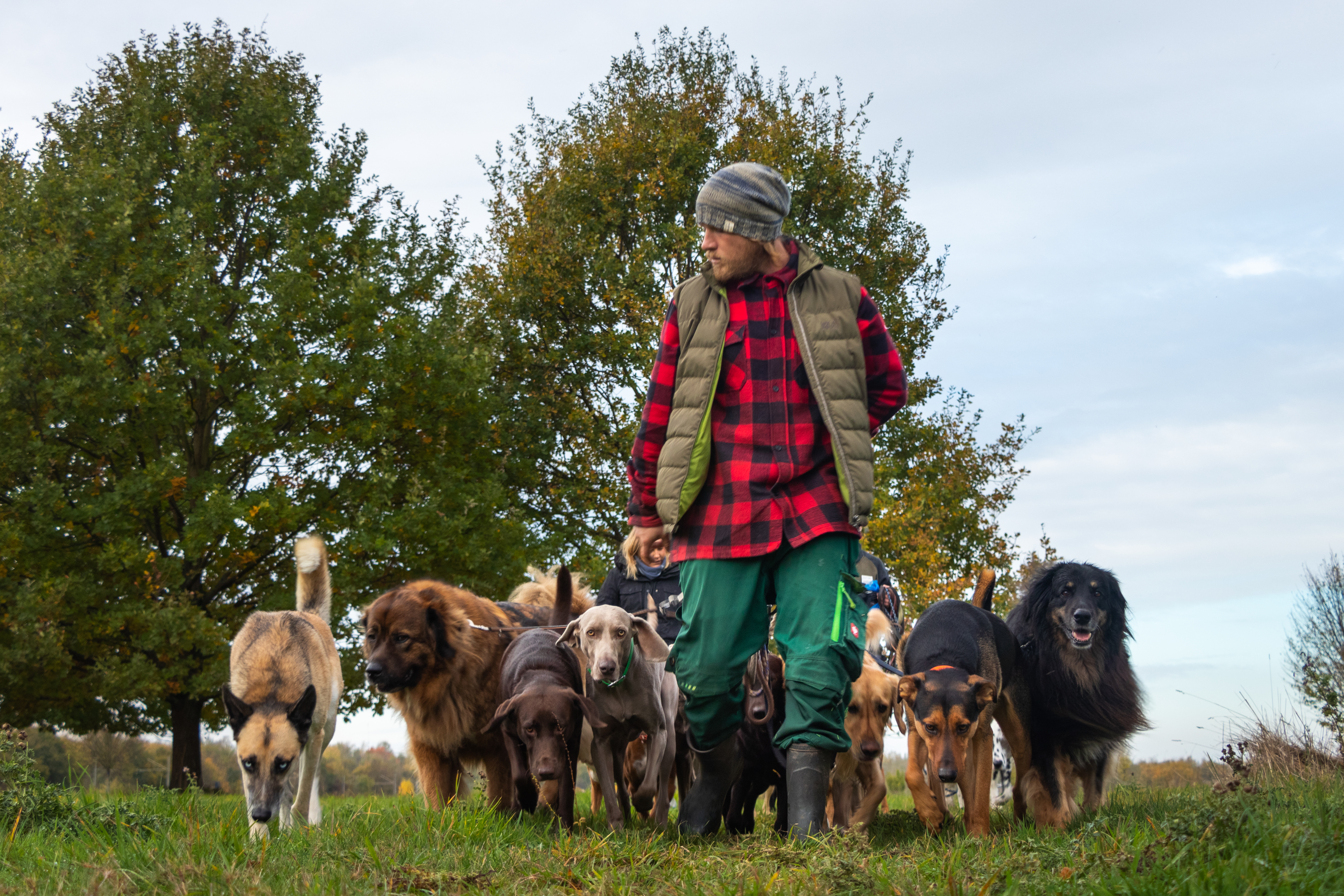 Dogwalker in Köln - die Rudelfreunde