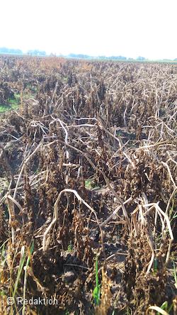 Quo vadis Glyphosat?