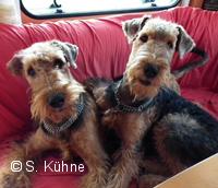 Wir Airedale Terrier