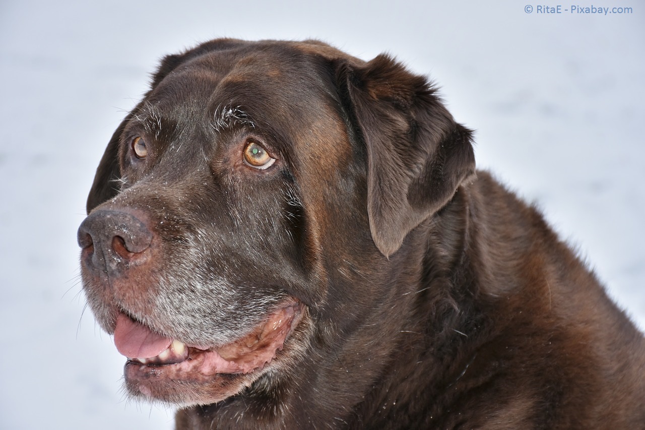 Barfen älterer Hunde und Katzen