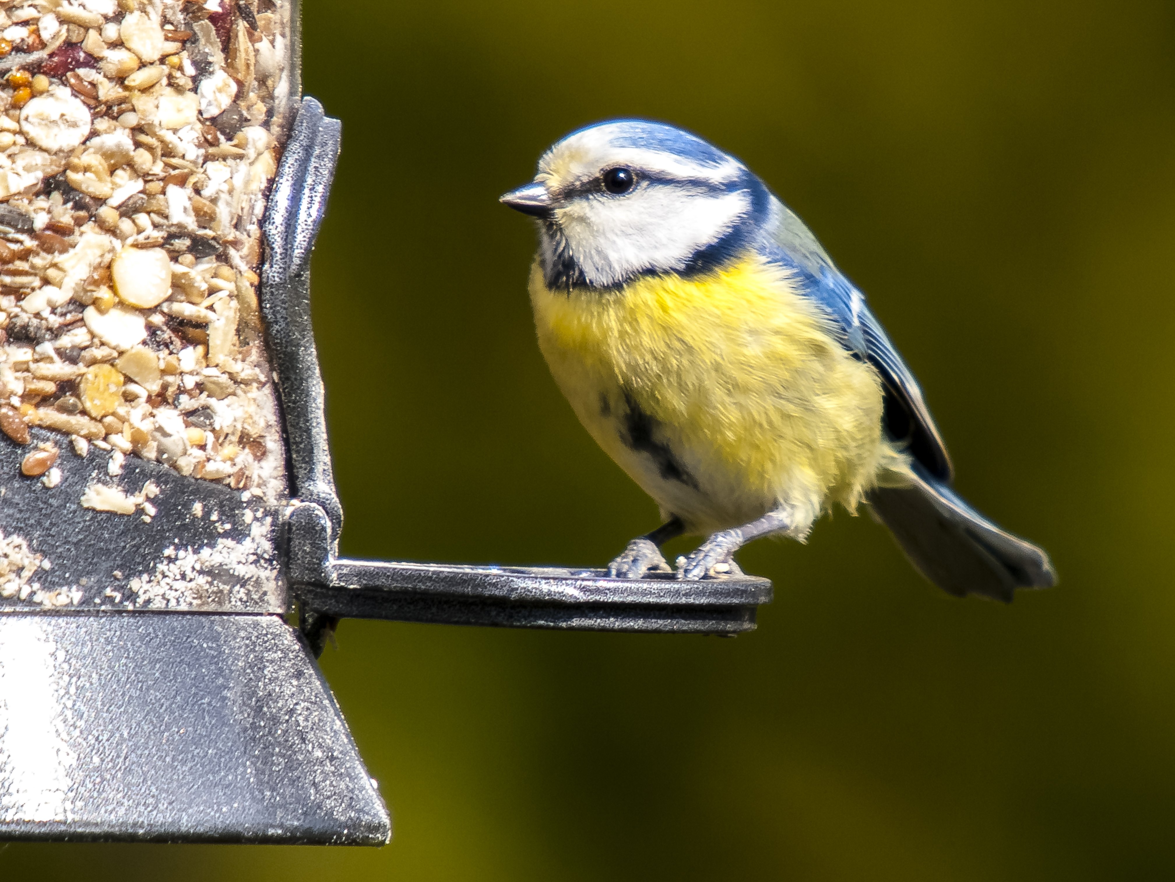 Ganzjahresfütterung der Wildvögel