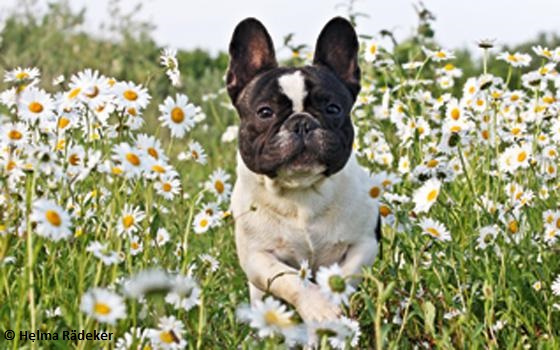 Die französische Bulldogge