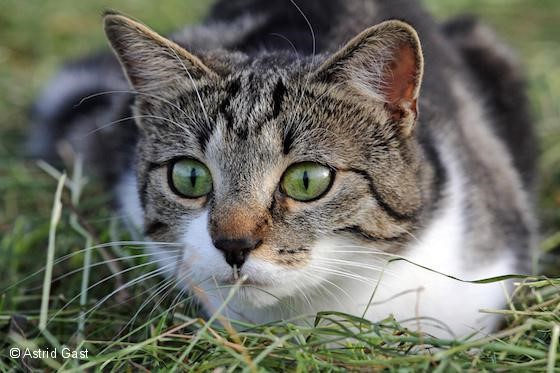 Lauernde Katze im Gras