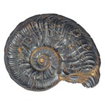 Ammonit, Schwarzjura