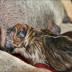 Antikdogge Bilana mit neugeborenem Welpen