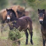 Exmoor Ponys in Milovice - Tschechische Republik