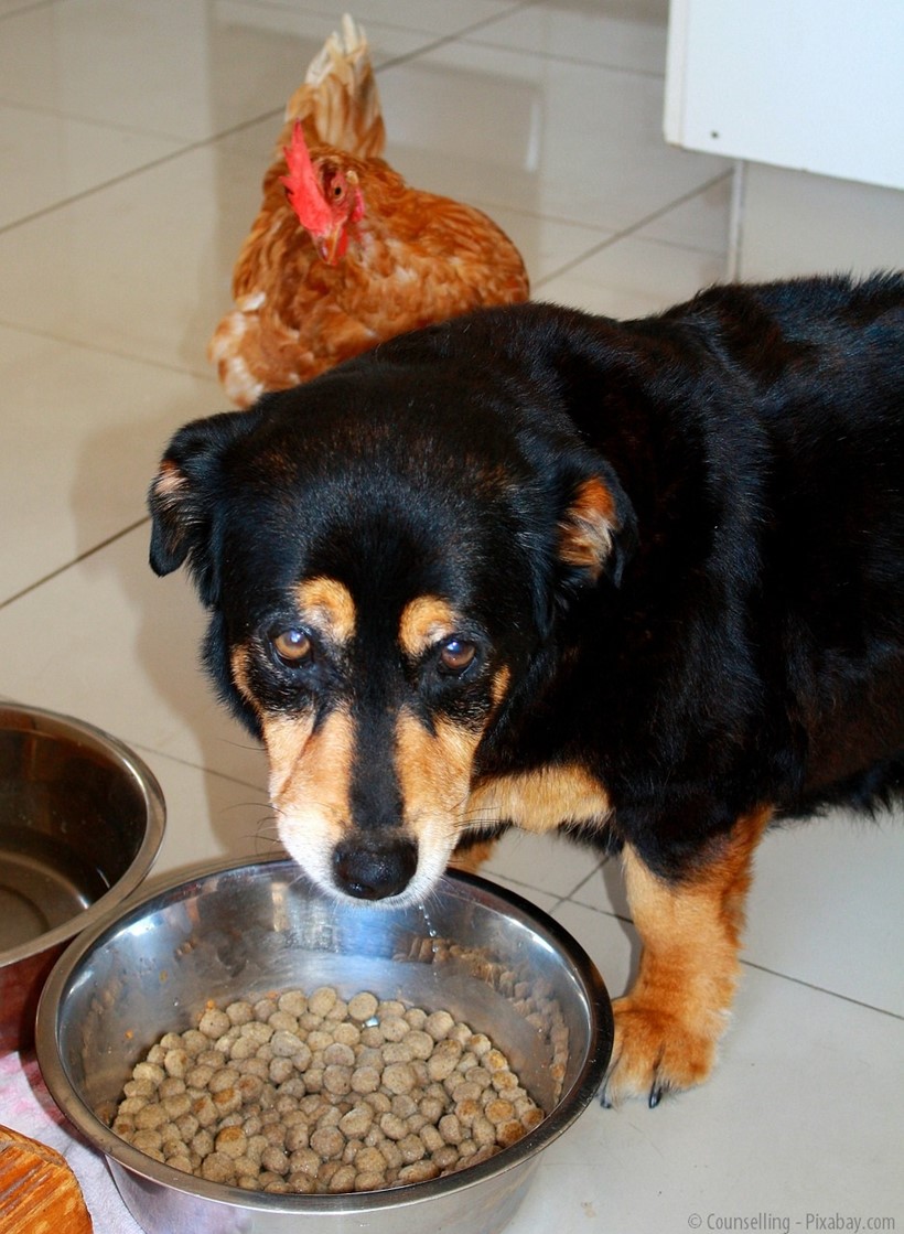 Armer Hund, im Napf Getreide und das eigentliche Futter steht hinter ihm